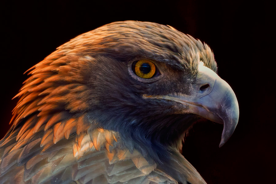 Why Eagles Have Such Incredible Vision | Audubon