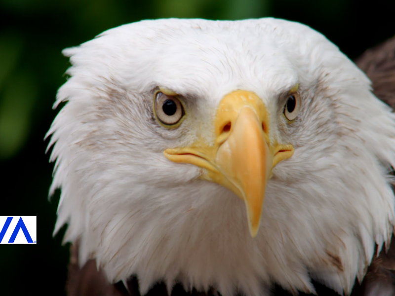 Eagle Eye Structure and Vision | Eagle Power | PBS LearningMedia